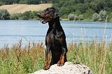 DOBERMANN 1138